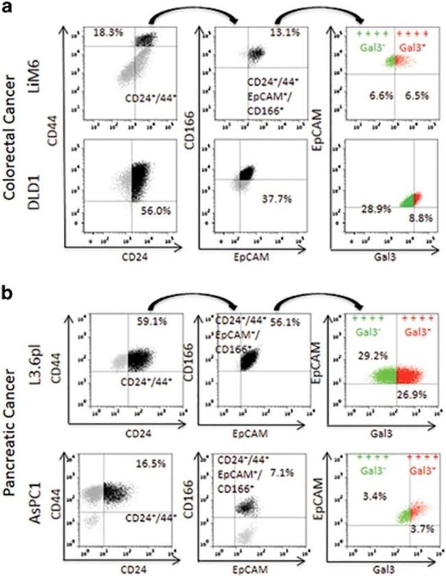 Galectin 3 Antibody in Flow Cytometry (Flow)