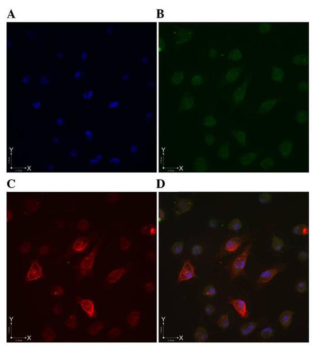 CD44 Antibody in Immunocytochemistry (ICC/IF)