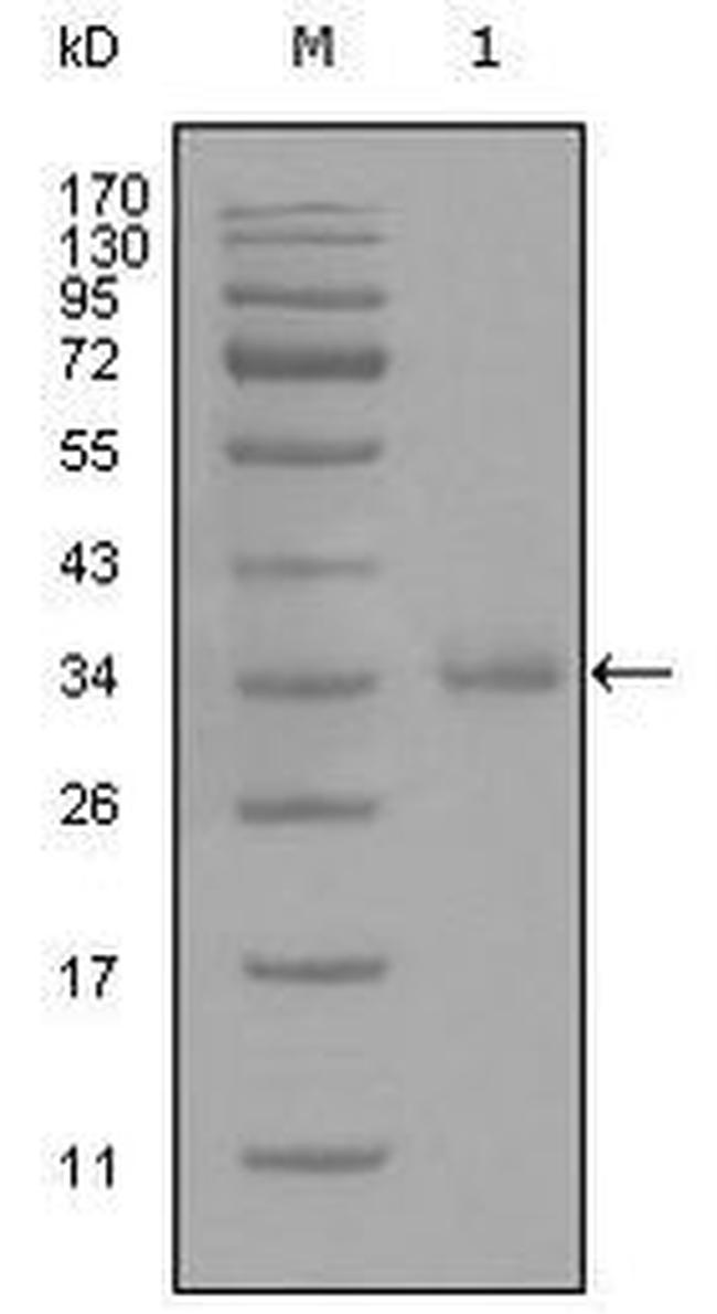 CD45 Antibody in Western Blot (WB)