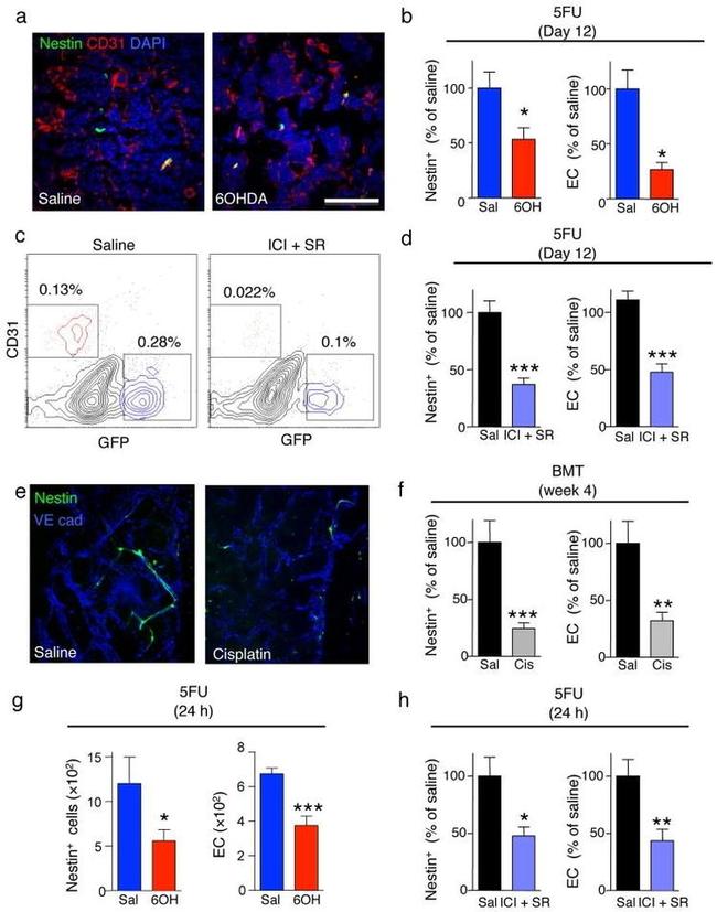 TER-119 Antibody in Flow Cytometry (Flow)