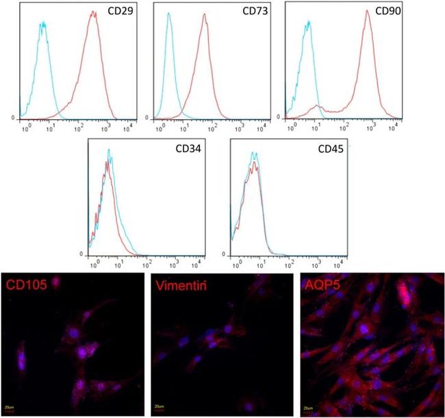 CD90.1 (Thy-1.1) Antibody in Immunocytochemistry, Flow Cytometry (ICC/IF, Flow)