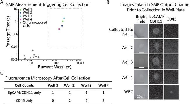 CD45 Antibody in Immunocytochemistry (ICC/IF)