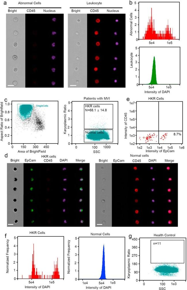 CD45 Antibody in Flow Cytometry (Flow)