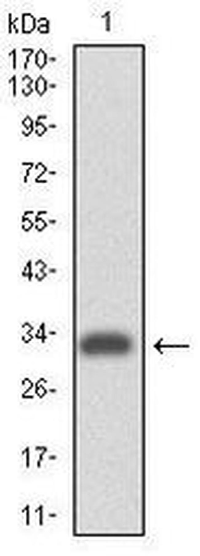 ITGA4 Antibody in Western Blot (WB)