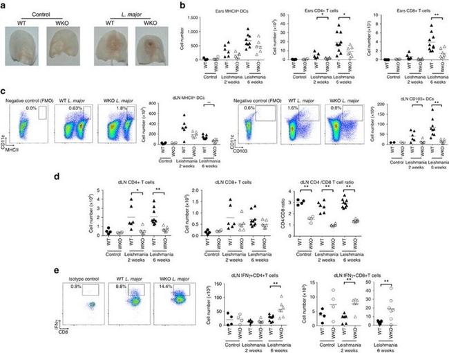 CD4 Antibody in Flow Cytometry (Flow)