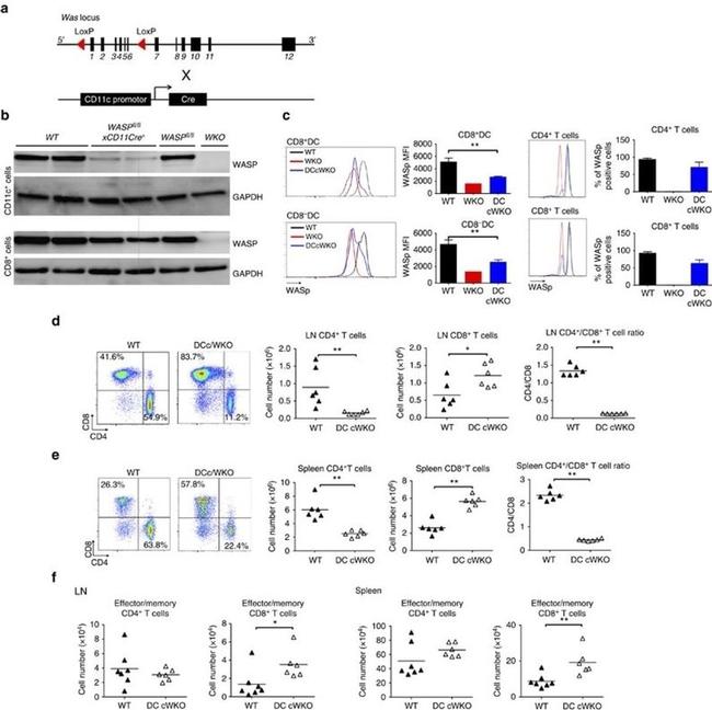 CD4 Antibody in Flow Cytometry (Flow)