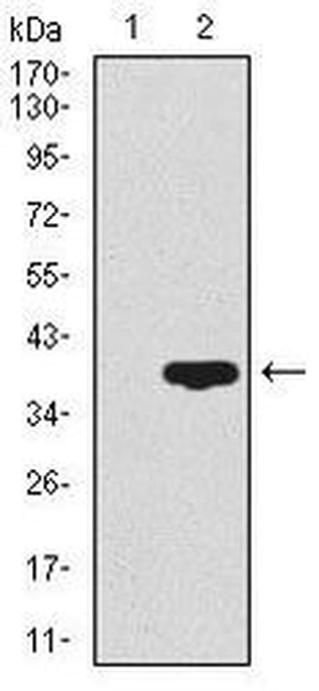 CD59 Antibody in Western Blot (WB)