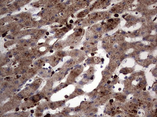 CD63 Antibody in Immunohistochemistry (Paraffin) (IHC (P))