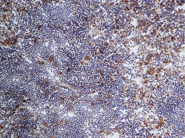 CD68 Antibody in Immunohistochemistry (Frozen) (IHC (F))