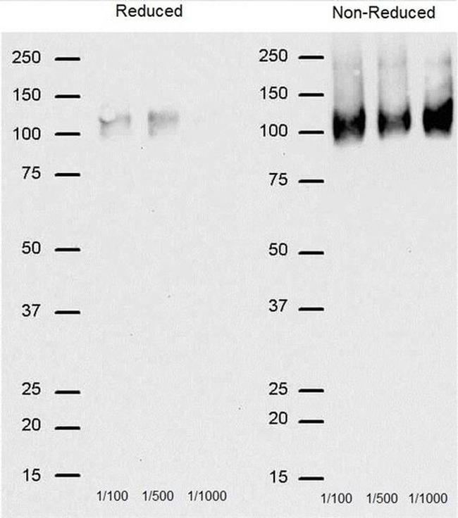 CD68 Antibody in Western Blot (WB)