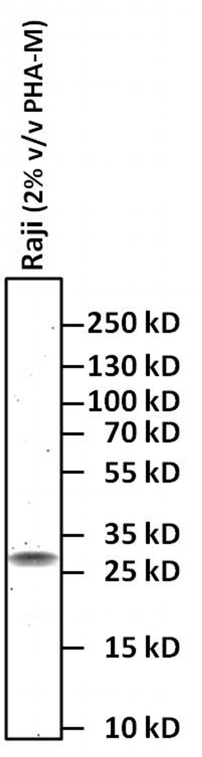 CD69 Antibody in Western Blot (WB)