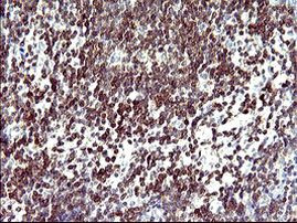 CD7 Antibody in Immunohistochemistry (Paraffin) (IHC (P))