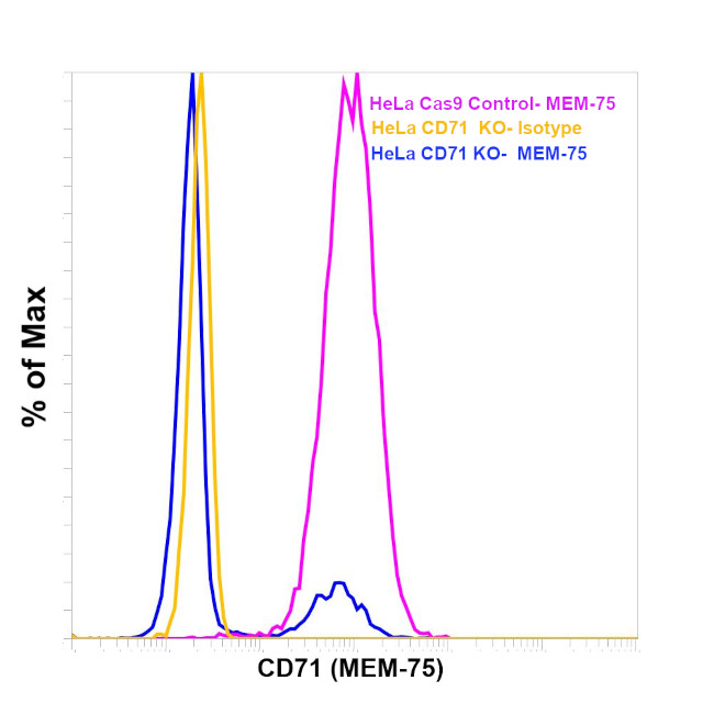 CD71 (Transferrin Receptor) Antibody