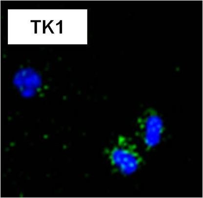 CD8 Antibody in Immunocytochemistry (ICC/IF)