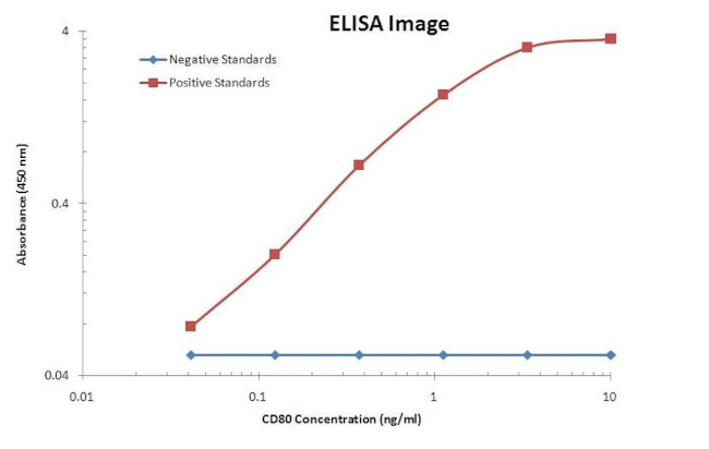 CD80 Antibody in ELISA (ELISA)