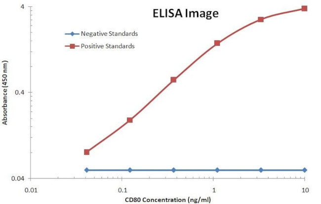 CD80 Antibody in ELISA (ELISA)