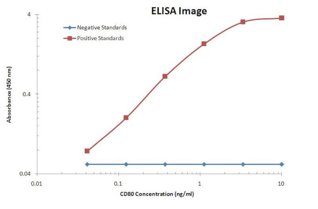 CD80 Antibody in ELISA (ELISA)