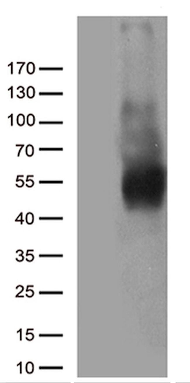 CD80 Antibody in Western Blot (WB)