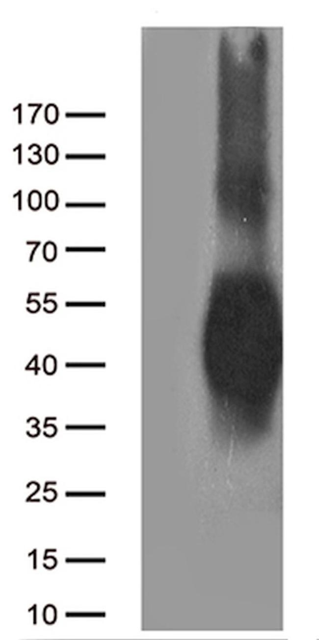 CD80 Antibody in Western Blot (WB)