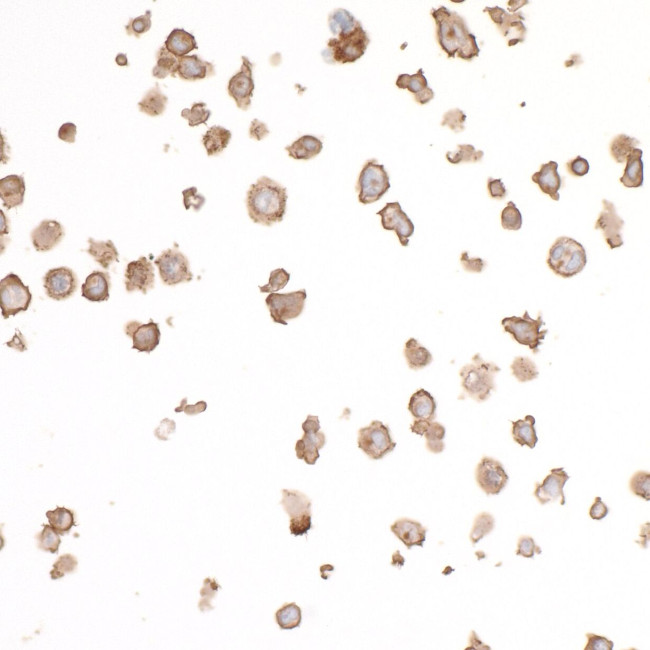 CD86 Antibody in Immunocytochemistry (ICC/IF)