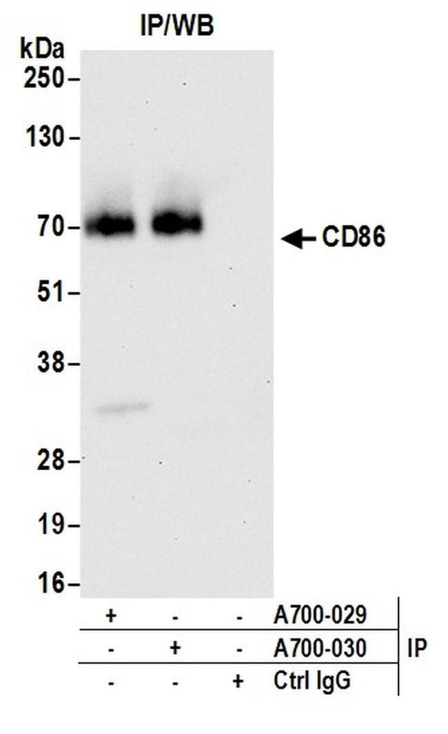 CD86 Antibody in Western Blot (WB)