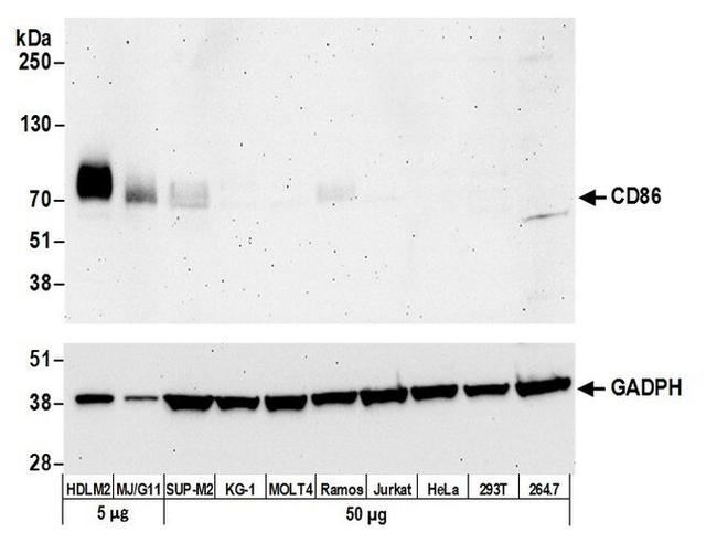 CD86 Antibody in Western Blot (WB)