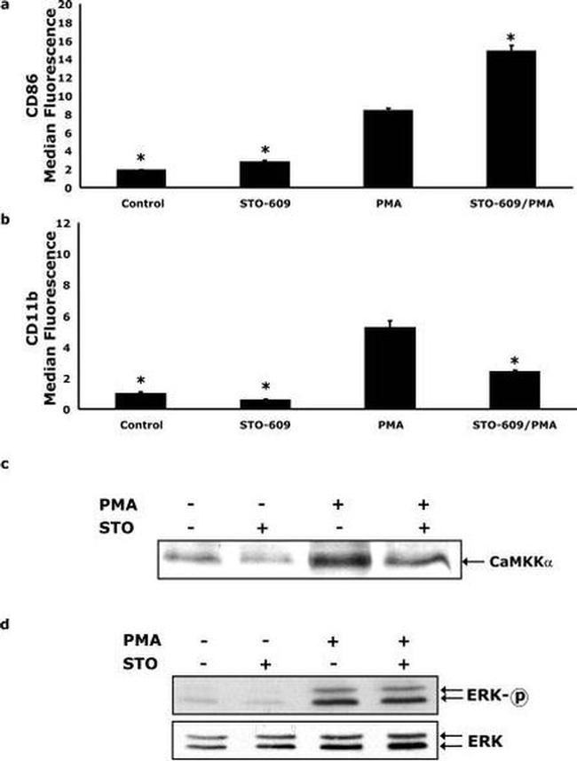 CD86 Antibody in Flow Cytometry (Flow)