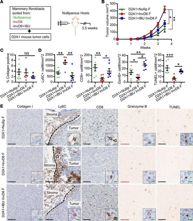 CD8a Antibody in Immunohistochemistry (IHC)