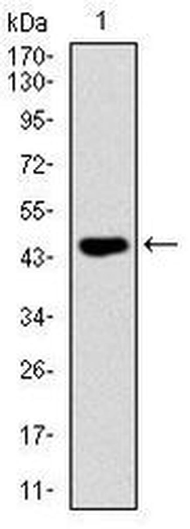 FAS Antibody in Western Blot (WB)