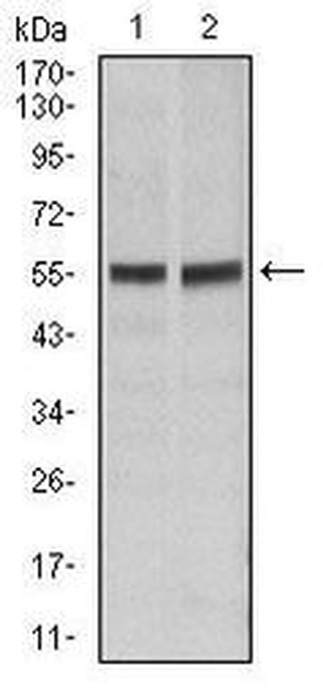 FAS Antibody in Western Blot (WB)