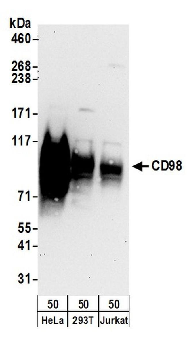 CD98 Antibody in Western Blot (WB)