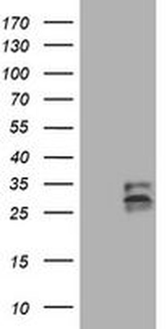 CD99 Antibody in Western Blot (WB)