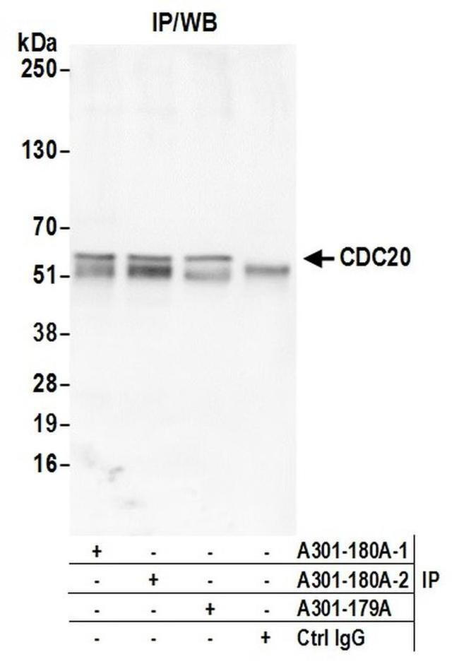 CDC20 Antibody in Western Blot (WB)