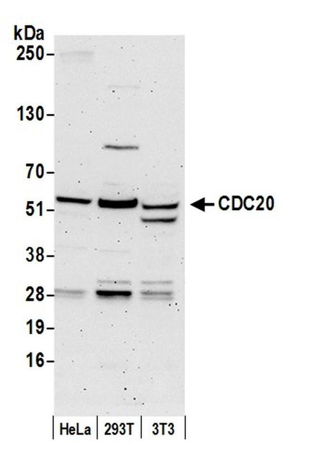 CDC20 Antibody in Western Blot (WB)