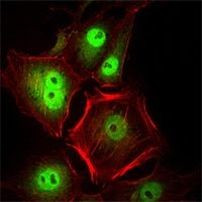 CDK1 Antibody in Immunocytochemistry (ICC/IF)