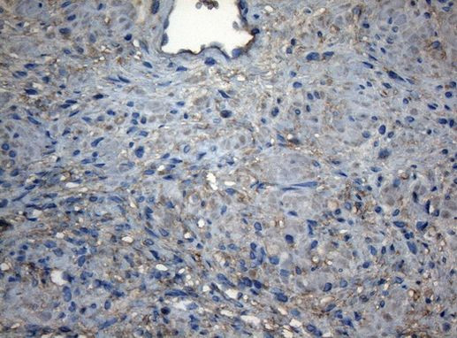 CDC6 Antibody in Immunohistochemistry (Paraffin) (IHC (P))