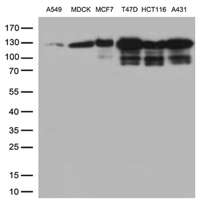 CDH1 Antibody in Western Blot (WB)