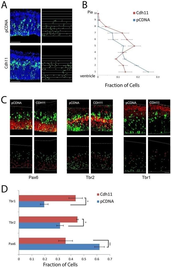 CDH11 Antibody in Immunohistochemistry (IHC)