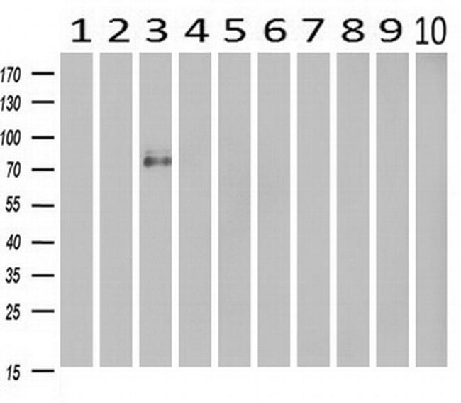 CDH13 Antibody in Western Blot (WB)