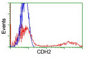 CDH2 Antibody in Flow Cytometry (Flow)