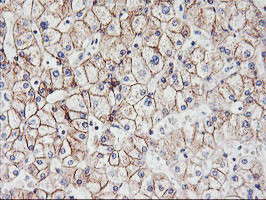 CDH2 Antibody in Immunohistochemistry (Paraffin) (IHC (P))