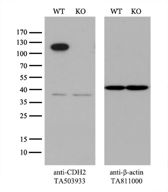 CDH2 Antibody