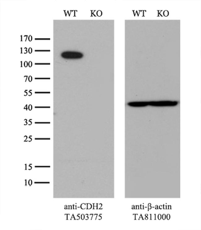 CDH2 Antibody in Western Blot (WB)