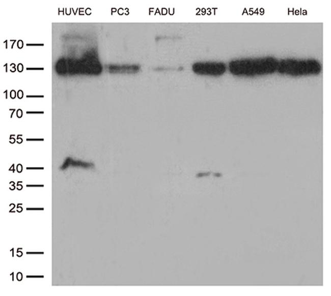 CDH2 Antibody in Western Blot (WB)