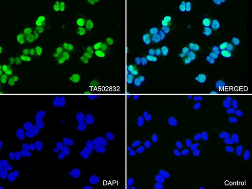 CDK2 Antibody in Immunocytochemistry (ICC/IF)