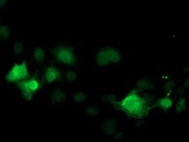 CDK2 Antibody in Immunocytochemistry (ICC/IF)