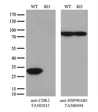 CDK2 Antibody