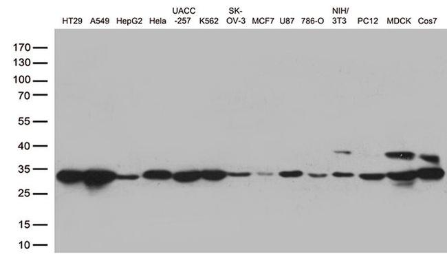 CDK2 Antibody in Western Blot (WB)