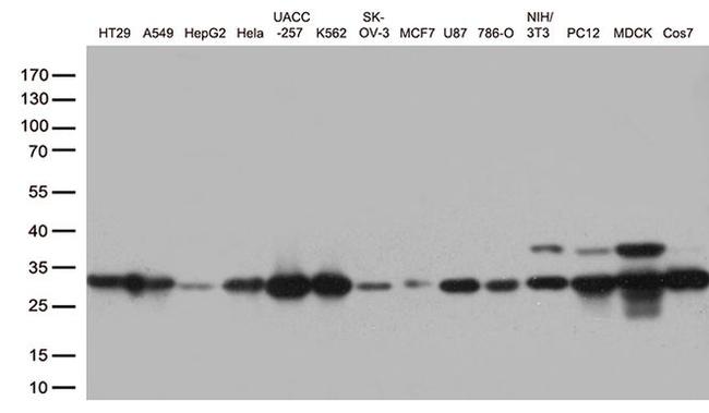 CDK2 Antibody in Western Blot (WB)