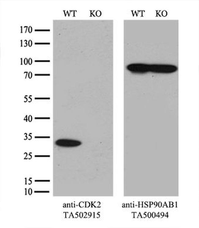 CDK2 Antibody in Western Blot (WB)